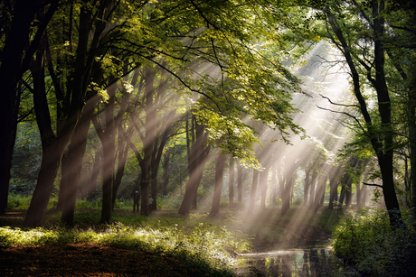 Amsterdamse bos