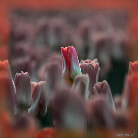 Tulpen