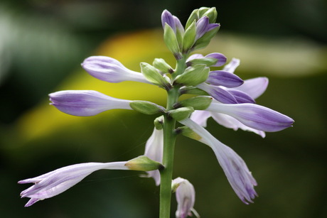 Hosta bloem