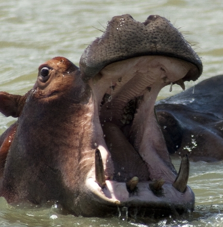 Nijlpaard in de rivier