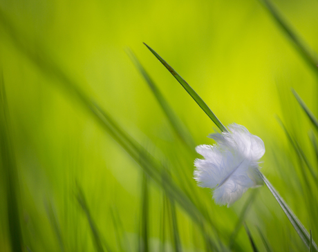 Veertje in het gras