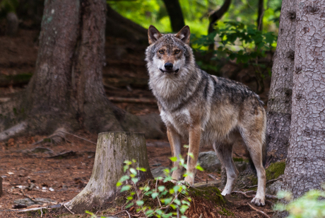 Bayerischer Wald: Wolf