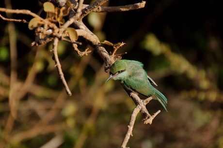 Asian Green Bee-eater in Yala National Park