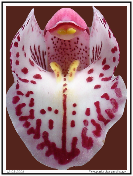 Hart van de orchidee