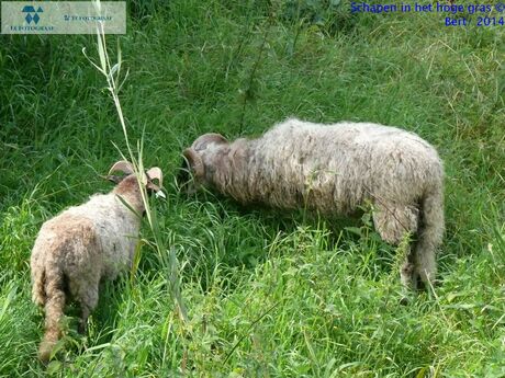 schapen in hoge gras