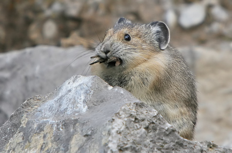 Pika at maligne road in Canada