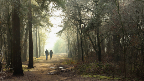 Wandelen in de Maashorst