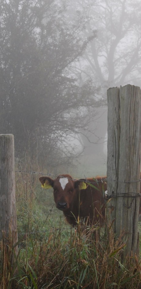 kalf in mist