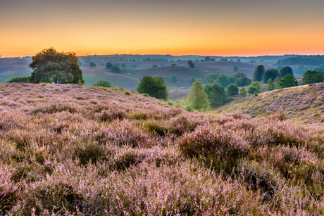 Purple hills