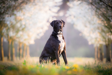 Hond tussen de bloesem