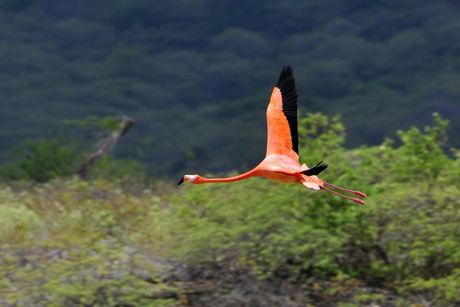 Flamingo op Bonaire