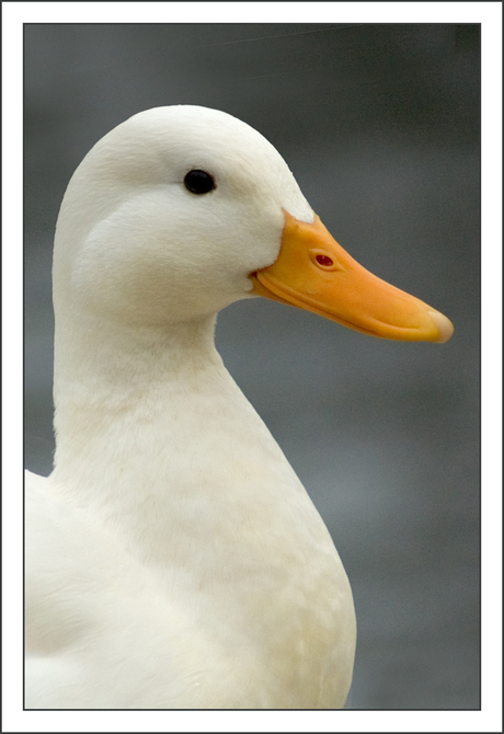 Portret van een eend