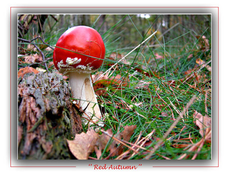 Red Autumn