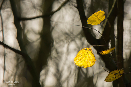 Some yellow