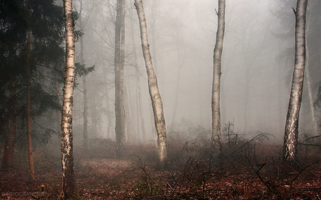 Berken in de mist