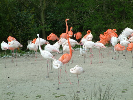 Roze beestenboel