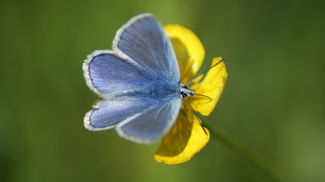 Vlinderbloem