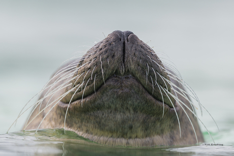 Zeehond