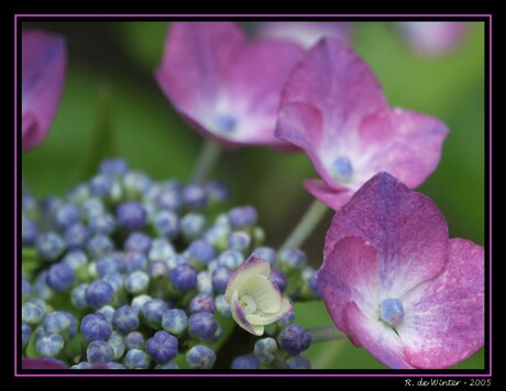 Hortensia