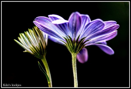 bloemen vanaf de andere kant