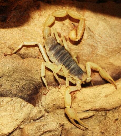 Hadrurus arizonensis