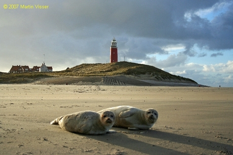 Jonge zeehonden op strand van Texel