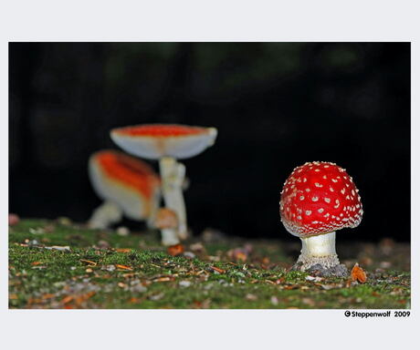 Rood met witte stippen