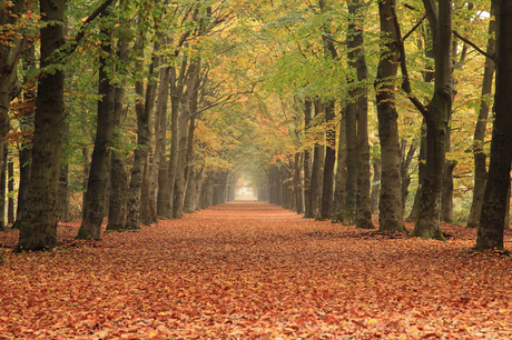 Rijsterbos Gaasterland