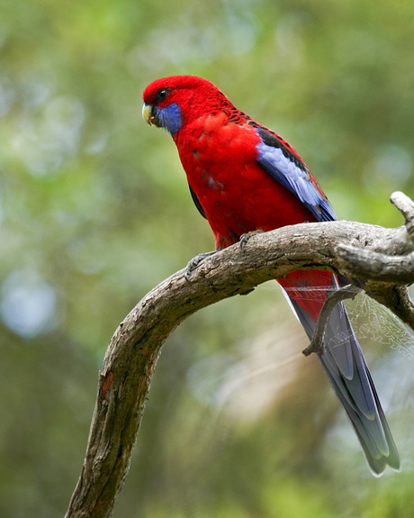 Crimson rosella