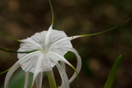 Costa Rica, bloem 3