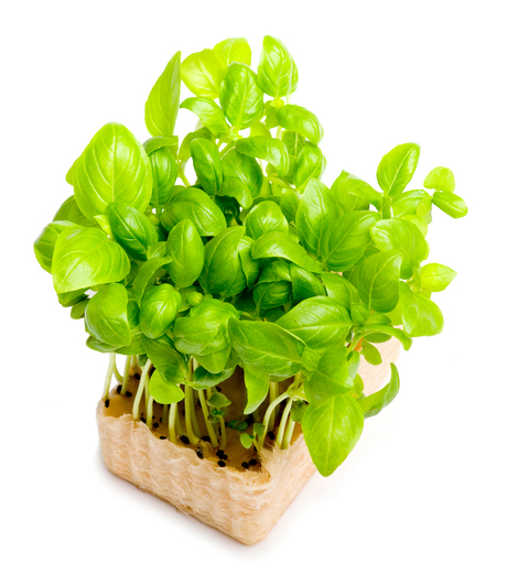 Basil Cress