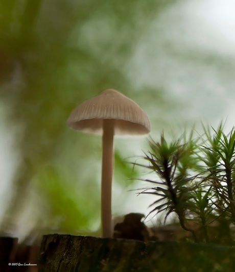 Tegen het licht in, lekker om zo bezig te zijn, tussen het mos en de mini paddenstoelen