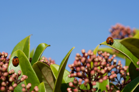 Twee voor de prijs van een