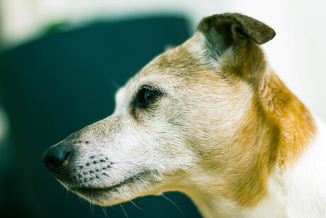 Max wordt 13 jaar