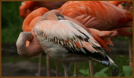 Speling der natuur