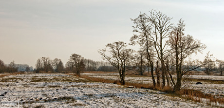 Winters landschap in de wieden