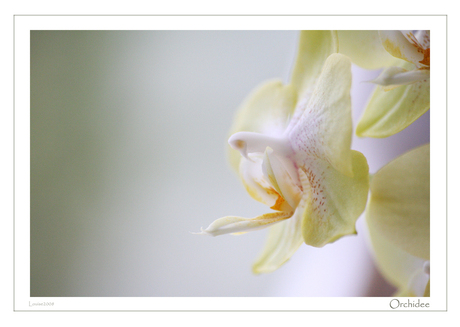 Orchidee