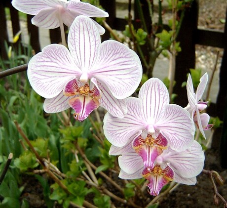 Orchideeën