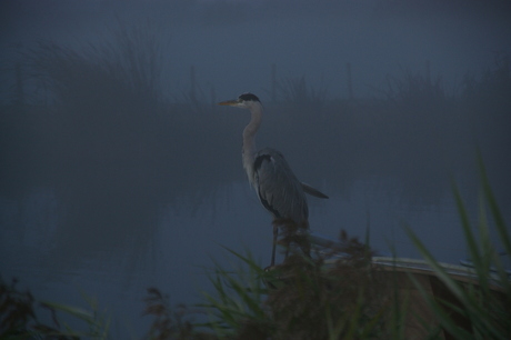 Reiger op de wacht