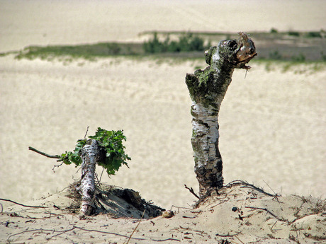 Loonse en Drunense Duinen