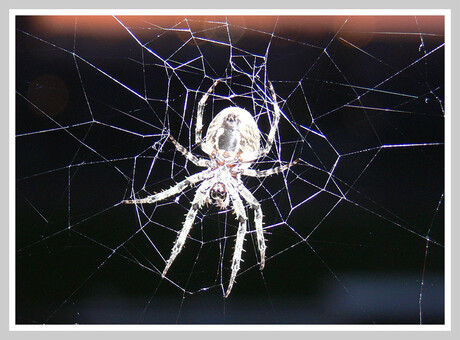 spin in web