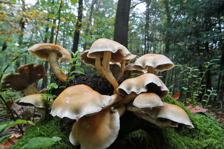 Paddenstoelen in het Sprielderbos