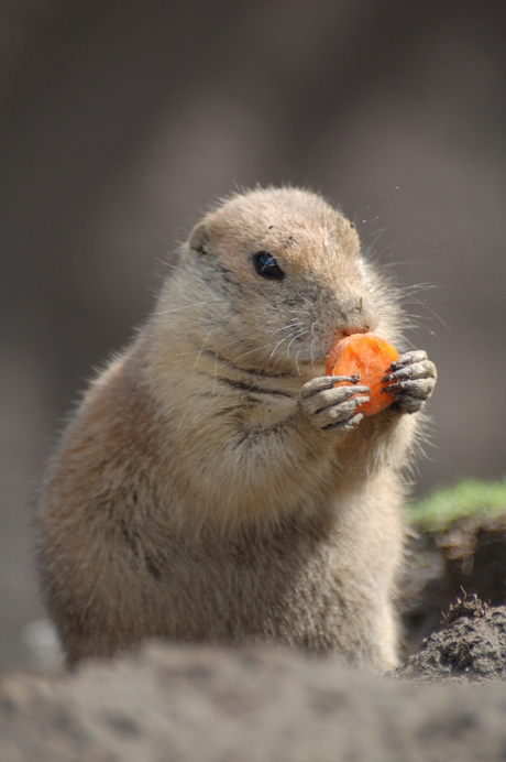 Prairiehondje