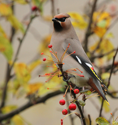 Pestvogel