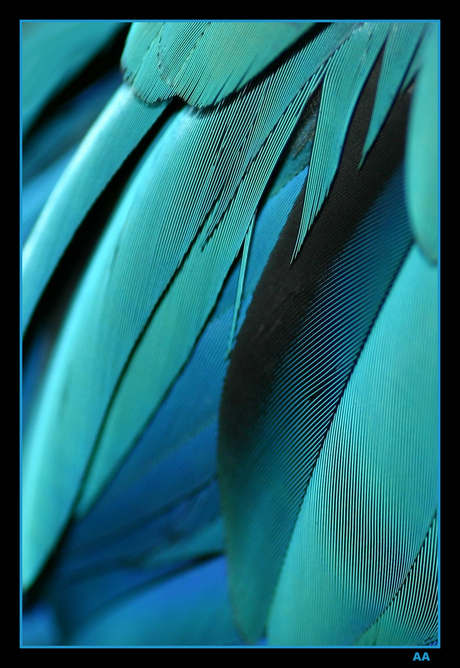 "Feathers "
