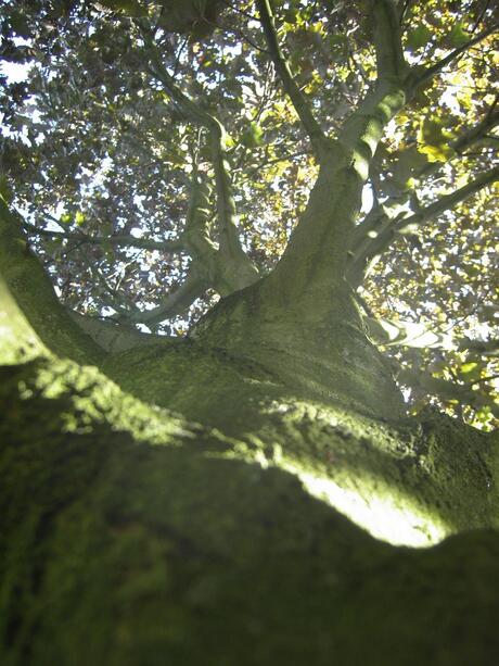 Climbing in the trees
