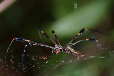 Golden orb spider