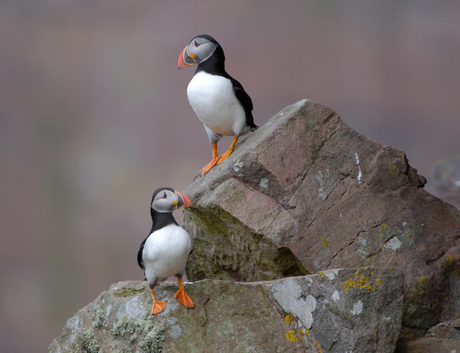 Puffin, Papegaaiduiker Handa Island Schotland