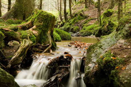 Het bayerischer wald