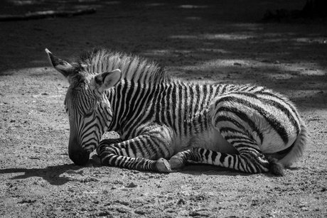 zebra jong